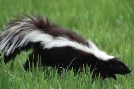 De-Skunk