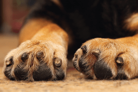 Dremeling of Nails