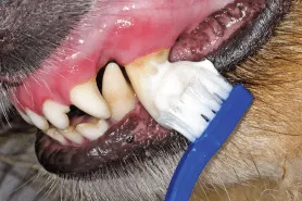 Teeth Brushing