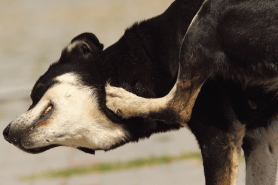 Flea Treatment