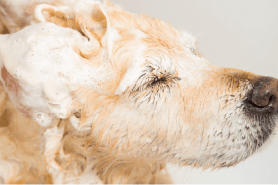 Shampoos & Conditioners