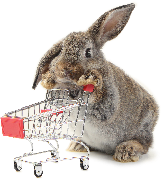 Uh Oh Bunny